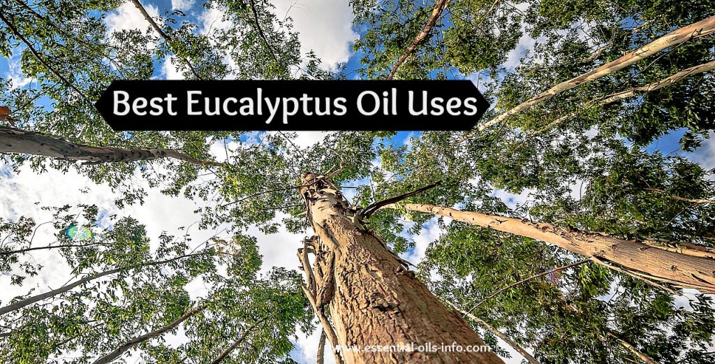 Eucalyptus Oil Young Living Essential Oils for Aromatherapy