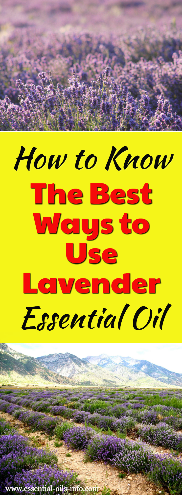 Find out how to use lavender essential oil most effectively. Get all the lavender oil recipes and usage ideas for successful use. 
