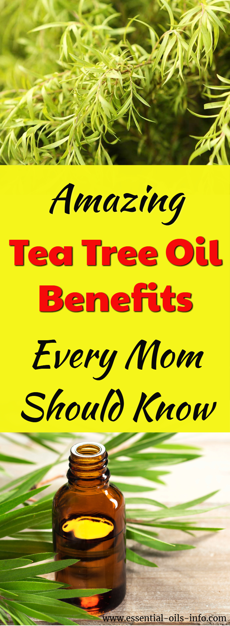 Find out the most amazing tea tree oil facts and get recipes, benefits and uses for tea tree essential oil. 