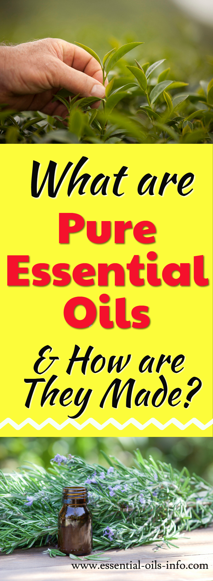 Find out what pure essential oils are and how they are made. Learn why it's important to get pure oils and how to avoid essential oils with chemical additives. Make sure you only use pure oils on your family members and pets! 