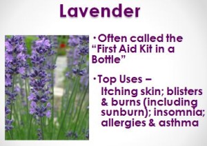 lavender essential oil