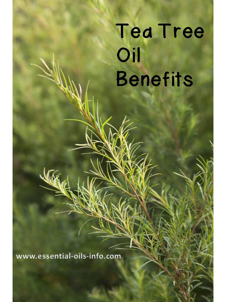 tea tree oil benefits