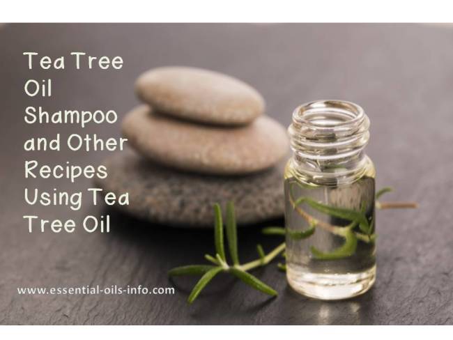Tea tree oil shampoo