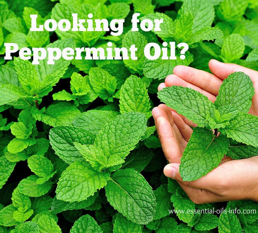 where to buy peppermint oil