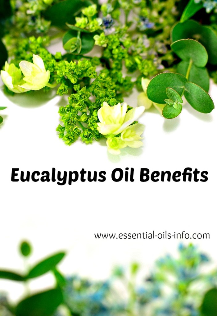 Eucalyptus Oil Young Living Essential Oils for Aromatherapy