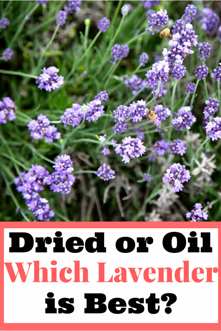Find out if dried lavender or lavender oil is best to use. 